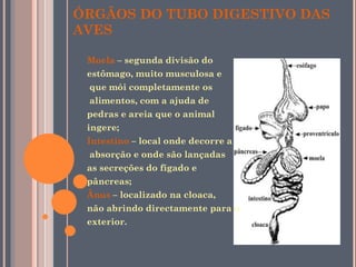 ÓRGÃOS DO TUBO DIGESTIVO DAS AVES Moela  – segunda divisão do  estômago, muito musculosa e que mói completamente os alimentos, com a ajuda de  pedras e areia que o animal  ingere;  Intestino  – local onde decorre a absorção e onde são lançadas  as secreções do fígado e  pâncreas;  Ânus  – localizado na cloaca,  não abrindo directamente para o  exterior.  