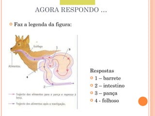 AGORA RESPONDO … Faz a legenda da figura: Respostas 1 – barrete 2 – intestino 3 – pança 4 - folhoso Faz a legenda da figura. 