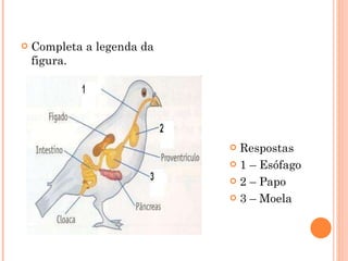 Completa a legenda da figura. Respostas 1 – Esófago 2 – Papo  3 – Moela 