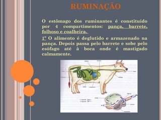 RUMINAÇÃO O estômago dos ruminantes é constituído por 4 compartimentos:  pança, barrete, folhoso e coalheira.  1º  O alimento é deglutido e armazenado na pança. Depois passa pelo barrete e sobe pelo esófago até à boca onde é mastigado calmamente. 