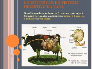 CONSTITUIÇÃO DO SISTEMA DIGESTIVO DA VACA O estômago dos ruminantes é composto, ou seja, é formado por quatro cavidades: a  pança , o  barrete , o  folhoso  e a  coalheira . 