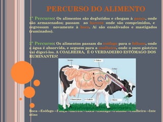 PERCURSO DO ALIMENTO 1º Percurso :  Os alimentos são deglutidos e chegam à  pança , onde são armazenados; passam  ao  barrete  onde são comprimidos, e  regressam  novamente à  boca . Aí são ensalivados e mastigados (ruminados). 2º Percurso :  Os alimentos passam do  esófago  para o  folhoso , onde a água é absorvida, e seguem para a  coalheira , onde o suco gástrico vai digeri-los. A COALHEIRA,  É O VERDADEIRO ESTÔMAGO DOS  RUMINANTES! Boca ->Esófago->Pança->Barrete->Boca->Esófago->Folhoso->Coalheira->Intestino 
