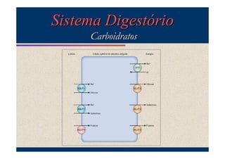 Sistema Digestório
Carboidratos

 