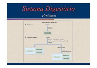 Sistema Digestório
Proteínas

 