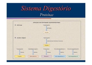 Sistema Digestório
Proteínas

 