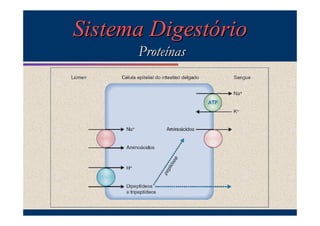 Sistema Digestório
Proteínas

 