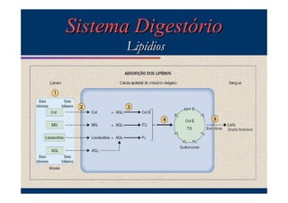 Sistema Digestório
Lipídios

 