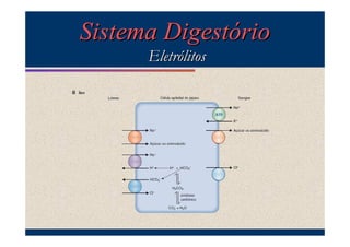 Sistema Digestório
Eletrólitos

 