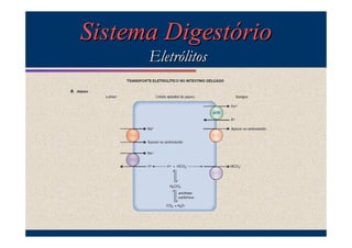 Sistema Digestório
Eletrólitos

 