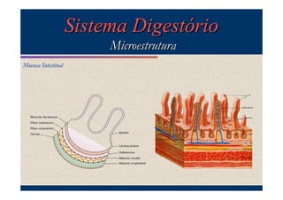 Sistema Digestório
Microestrutura
Mucosa Intestinal

 