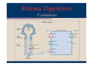 Sistema Digestório
Carboidratos

 