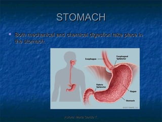 STOMACH
   Both mechanical and chemical digestion take place in
    the stomach.




                        Autora: Marta García T.
 
