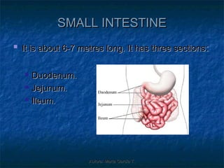 SMALL INTESTINE
   It is about 6-7 metres long. It has three sections :

       Duodenum.
       Jejunum.
       Ileum.




                      Autora: Marta García T.
 
