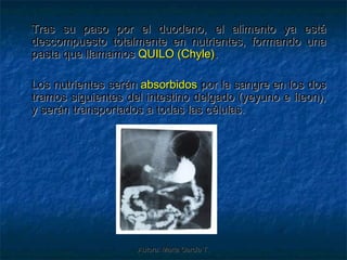 Tras su paso por el duodeno, el alimento ya está
descompuesto totalmente en nutrientes, formando una
pasta que llamamos QUILO (Chyle).

Los nutrientes serán absorbidos por la sangre en los dos
tramos siguientes del intestino delgado (yeyuno e íleon),
y serán transportados a todas las células.




                    Autora: Marta García T.
 