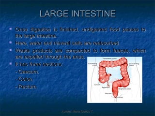 LARGE INTESTINE
   Once digestion is finished, undigested food passes to
    the large intestine.
   Here, water and mineral salts are reabsorbed.
   Waste products are compacted to form faeces, which
    are expelled through the anus.
   It has three sections:
    - Caecum.
    - Colon.
    - Rectum.



                      Autora: Marta García T.
 