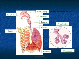 Nasal Cavity       (Warms and cleans the air)
Epiglottis
                         Pharynx

                          Larynx
                                                Bronchioles
                          Trachea

Lungs




                             Bronchi                   Pulmonary
                                                         alveoli
             Autora: Marta García T.
 