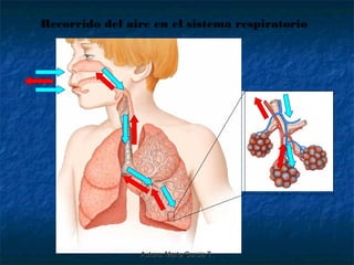 Recorrido del aire en el sistema respiratorio




                Autora: Marta García T.
 