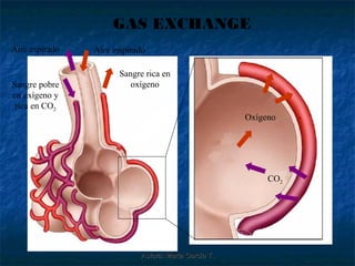 GAS EXCHANGE
Aire espirado   Aire inspirado

                       Sangre rica en
Sangre pobre              oxígeno
en oxígeno y
 rica en CO2
                                                      Oxígeno




                                                           CO2




                            Autora: Marta García T.
 