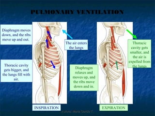 PULMONARY VENTILATION

Diaphragm moves
down, and the ribs
move up and out.
                                      The air enters                          Thoracic
                                        the lungs                            cavity gets
                                                                            smaller, and
                                                                              the air is
                                                                           expelled from
 Thoracic cavity                                                              the lungs
                                             Diaphragm
 gets bigger, and
                                             relaxes and
the lungs fill with
                                            moves up, and
        air.
                                            the ribs move
                                            down and in.




                      INSPIRATION                             EXPIRATION
                                    Autora: Marta García T.
 