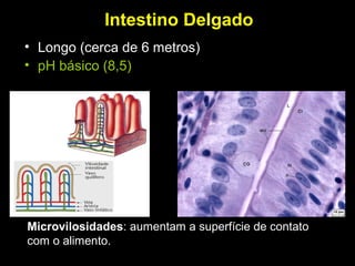 Intestino Delgado
• Longo (cerca de 6 metros)
• pH básico (8,5)
Microvilosidades: aumentam a superfície de contato
com o alimento.
 