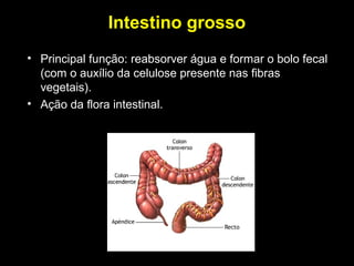 Intestino grosso
• Principal função: reabsorver água e formar o bolo fecal
(com o auxílio da celulose presente nas fibras
vegetais).
• Ação da flora intestinal.
 