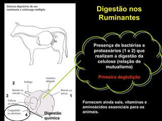 Digestão nos
Ruminantes
Presença de bactérias e
protozoários (1 e 2) que
realizam a digestão da
celulose (relação de
mutualismo)
Primeira deglutição
Fornecem ainda sais, vitaminas e
aminoácidos essenciais para os
animais.
1
2
3
4 Digestão
química
 
