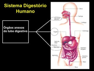 Órgãos anexos
do tubo digestivo
Sistema Digestório
Humano
 