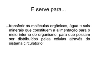 E serve para... 
...transferir as moléculas orgânicas, água e sais 
minerais que constituem a alimentação para o 
meio interno do organismo, para que possam 
ser distribuídos pelas células através do 
sistema circulatório. 
 