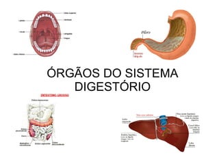 ÓRGÃOS DO SISTEMA 
DIGESTÓRIO 
 