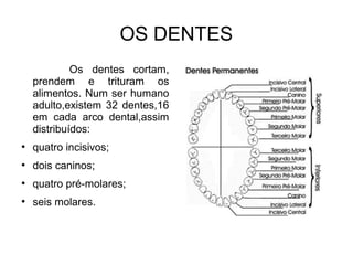 OS DENTES 
Os dentes cortam, 
prendem e trituram os 
alimentos. Num ser humano 
adulto,existem 32 dentes,16 
em cada arco dental,assim 
distribuídos: 
● quatro incisivos; 
● dois caninos; 
● quatro pré-molares; 
● seis molares. 
 