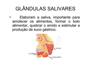 GLÂNDULAS SALIVARES 
● Elaboram a saliva, importante para 
amolecer os alimentos, formar o bolo 
alimentar, quebrar o amido e estimular a 
produção de suco gástrico. 
 