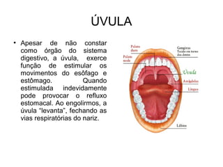 ÚVULA 
● Apesar de não constar 
como órgão do sistema 
digestivo, a úvula, exerce 
função de estimular os 
movimentos do esôfago e 
estômago. Quando 
estimulada indevidamente 
pode provocar o refluxo 
estomacal. Ao engolirmos, a 
úvula “levanta”, fechando as 
vias respiratórias do nariz. 
 