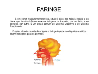 FARINGE 
É um canal musculomembranoso, situado atrás das fossas nasais e da 
boca, que termina inferiormente na laringe e na traquéia, por um lado, e no 
esôfago, por outro. É um órgão comum ao Sistema Digestivo e ao Sistema 
Respiratório. 
Função: através da válvula epiglote a faringe impede que líquidos e sólidos 
sejam desviados para os pulmões. 
 