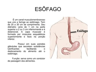 ESÔFAGO 
É um canal musculomembranoso 
que une a faringe ao estômago. Tem 
de 25 a 30 cm de comprimento. Seu 
diâmetro varia de 1 cm na parte 
superior a 2 ou 3 cm inferiormente e é 
distensível. A capa muscular é 
formada por músculos esqueléticos 
superiormente e lisos na porção 
inferior. 
Possuí em suas paredes 
glândulas que secretam substâncias 
lubrificantes facilitando o 
deslocamento do alimento até o 
estômago. 
Função: serve como um condutor 
de passagem dos alimentos. 
 