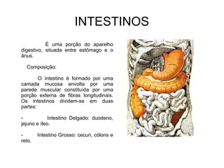 INTESTINOS 
É uma porção do aparelho 
digestivo, situada entre estômago e o 
ânus. 
Composição: 
O intestino é formado por uma 
camada mucosa envolta por uma 
parede muscular constituída por uma 
porção externa de fibras longitudinais. 
Os intestinos dividem-se em duas 
partes: 
- Intestino Delgado: duodeno, 
jejuno e íleo. 
- Intestino Grosso: cecun, cólons e 
reto. 
 