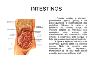 INTESTINOS 
Função: receber o alimento, 
parcialmente digerido (quimo), e dar 
prosseguimento à decomposição das 
proteínas, hidratos de carbono e 
gorduras. Na primeira porção do 
intestino delgado as moléculas que 
compõem esta massa são 
transformadas em substâncias mais 
simples e absorvidas pelo sangue e 
linfa através das vilosidades intestinais. 
A água e algumas vitaminas são 
absorvidas quando estão no intestino 
grosso. Nele os produtos não 
aproveitados pelo organismo, 
transformam-se no bolo fecal sendo 
expelido através do esfíncter anal. 
 