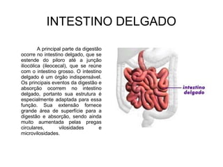 INTESTINO DELGADO 
A principal parte da digestão 
ocorre no intestino delgado, que se 
estende do piloro até a junção 
iliocólica (ileocecal), que se reúne 
com o intestino grosso. O intestino 
delgado é um órgão indispensável. 
Os principais eventos da digestão e 
absorção ocorrem no intestino 
delgado, portanto sua estrutura é 
especialmente adaptada para essa 
função. Sua extensão fornece 
grande área de superfície para a 
digestão e absorção, sendo ainda 
muito aumentada pelas pregas 
circulares, vilosidades e 
microvilosidades. 
 