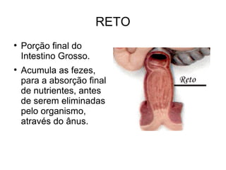RETO 
● Porção final do 
Intestino Grosso. 
● Acumula as fezes, 
para a absorção final 
de nutrientes, antes 
de serem eliminadas 
pelo organismo, 
através do ânus. 
 