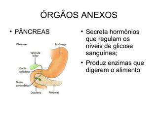 ÓRGÃOS ANEXOS 
● PÂNCREAS ● Secreta hormônios 
que regulam os 
níveis de glicose 
sanguínea; 
● Produz enzimas que 
digerem o alimento 
 
