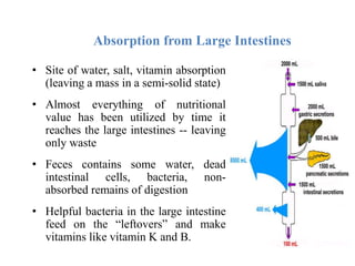 Digestive System of Non-Ruminant animals.pptx