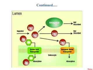 Digestive System of Non-Ruminant animals.pptx