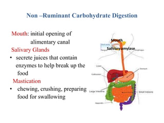 Non Ruminent Animals Digestive System of Non-Ruminant animals.pptx