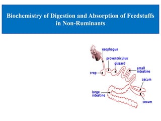 Biochemistry of Digestion and Absorption of Feedstuffs
in Non-Ruminants
 
