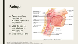 fisiologia de sistema digetivoanest.pptx