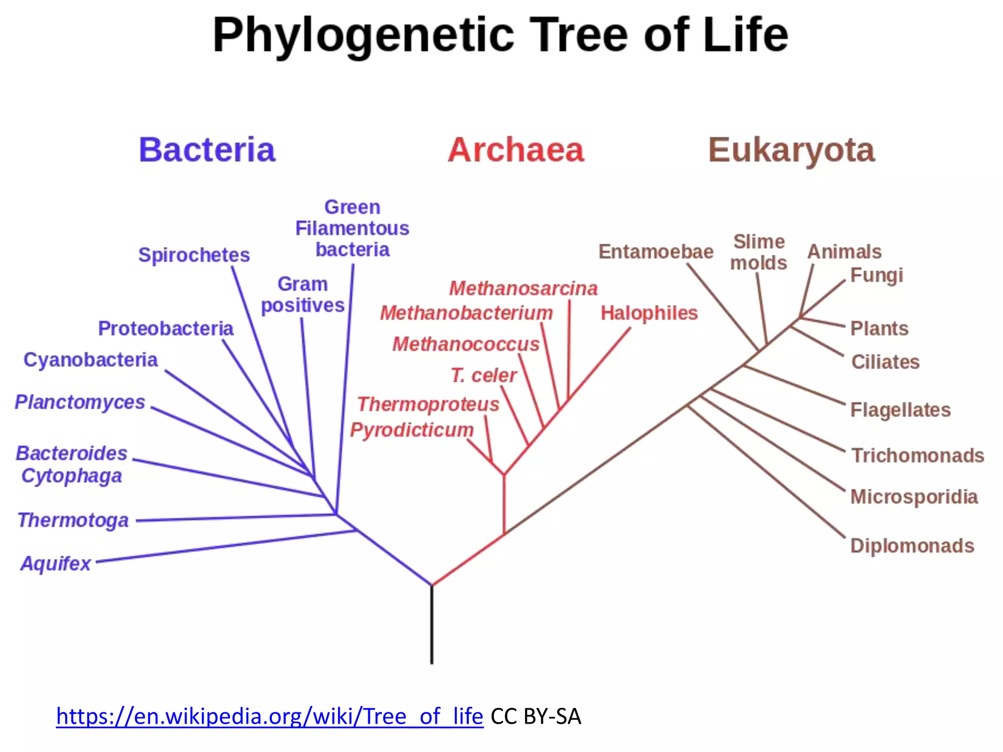 https://en.wikipedia.org/wiki/Tree_of_life CC BY-SA
 