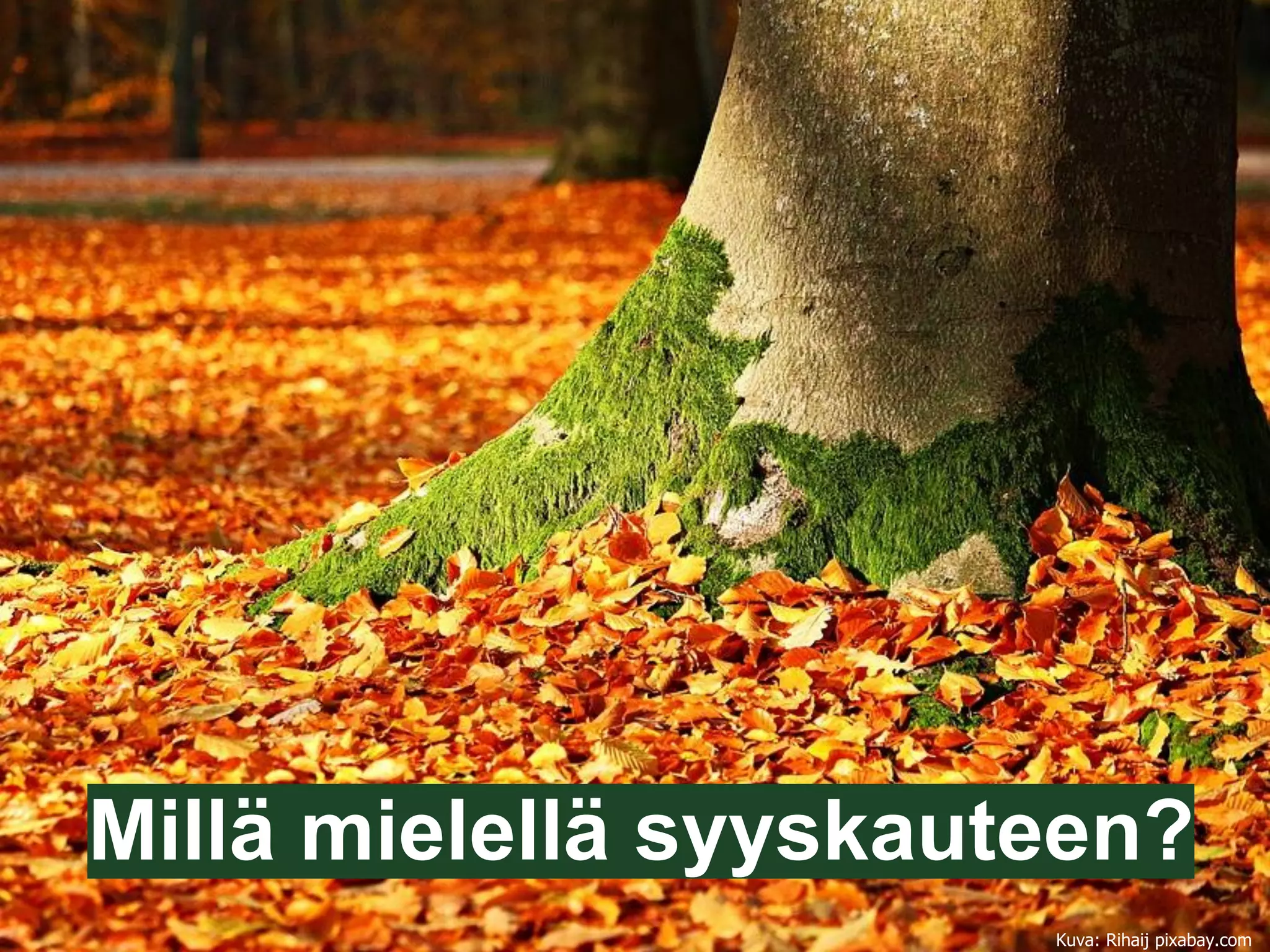Millä mielellä syyskauteen?
Kuva: Rihaij pixabay.com
 