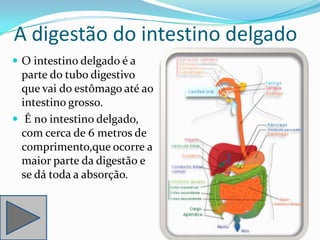 A digestão do intestino delgado
 O intestino delgado é a
  parte do tubo digestivo
  que vai do estômago até ao
  intestino grosso.
 É no intestino delgado,
  com cerca de 6 metros de
  comprimento,que ocorre a
  maior parte da digestão e
  se dá toda a absorção.
 