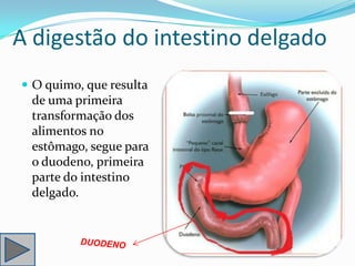 A digestão do intestino delgado
 O quimo, que resulta
 de uma primeira
 transformação dos
 alimentos no
 estômago, segue para
 o duodeno, primeira
 parte do intestino
 delgado.
 