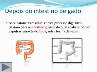 Depois do intestino delgado
 As substâncias residuais deste processo digestivo
 passam para o intestino grosso, do qual acabam por ser
 expulsas, através do ânus, sob a forma de fezes.
 