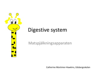 Digestive system Matspjälkningsapparaten Catherine Mortimer-Hawkins, Edsbergsskolan 